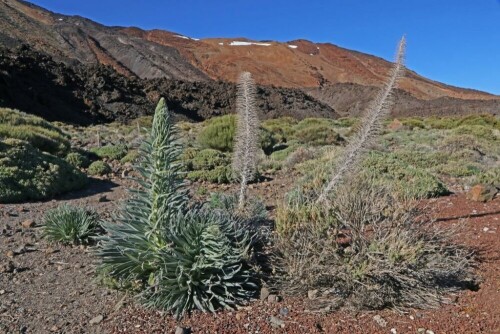 

Aufnameort: teneriffa
