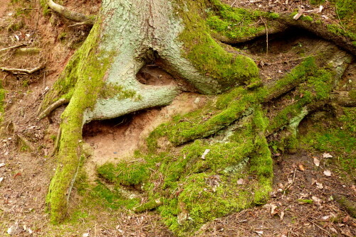 

Aufnameort: Königshofen, Krummweiher
Kamera: Panasonic Lumix FZ 200