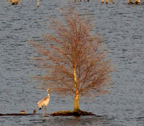 

Aufnameort: Tister Bauernmoor, 16.04.2016
Kamera: Canon EOS 600D 1/800; 11,0; 600,0mm; ISO 2500