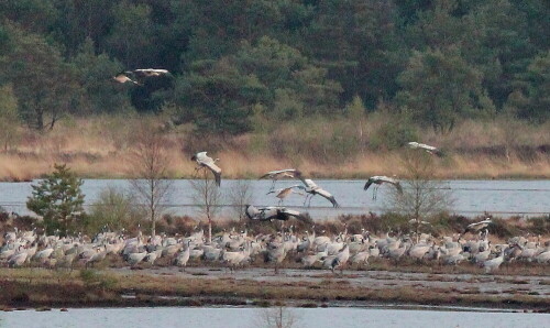 Etwa 2000 Kraniche rasteten in der Umgebung des Tister Moores und fanden sich in der Abenddämmerung am Schlafplatz ein. Sie übernachten gerne im flachen Wasser, wo sie vor Feinden relativ sicher sind.

Aufnameort: Tister Bauernmoor, 16.04.2016
Kamera: Canon EOS 600D 1/500; 10,0; 420,0mm; ISO 3200