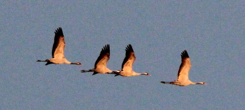 

Aufnameort: Tister Bauernmoor, 16.04.2016
Kamera: Canon EOS 600D 1/1000; 11,0; 600,0mm; ISO 3200