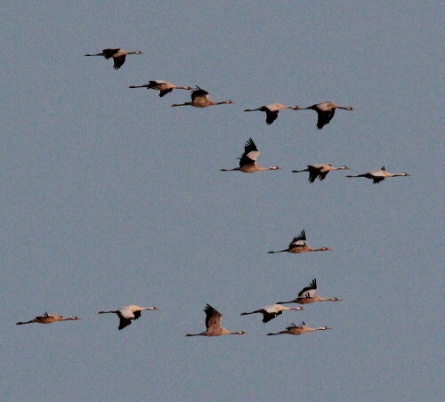 

Aufnameort: Tister Bauernmoor, 16.04.2016
Kamera: Canon EOS 600D 1/1000; 11,0; 600,0mm; ISO 3200