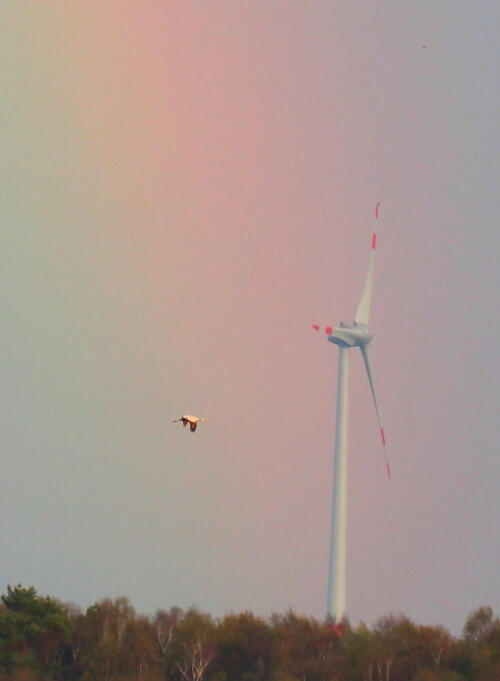 regenbogen-windrad-kranich-16818.jpeg