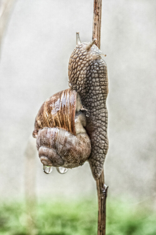 Aufnahme im heimischen Garten. Eine Schnecke, die im Regen dem nassen Boden entflieht.

Aufnameort: Garten
Kamera: Olympus OM-D E-M5II