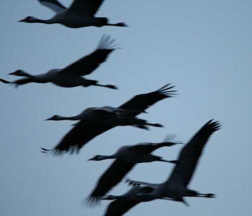 

Aufnameort: Tister Bauernmoor, 17.04.2016
Kamera: Canon EOS 600D 1/320; 6,3; 600,0mm; ISO 3200