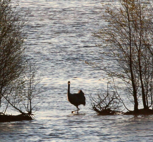 

Aufnameort: Tister Bauernmoor, 17.04.2016
Kamera: Canon EOS 600D 1/800; 11,0; 524,0mm; ISO 1000