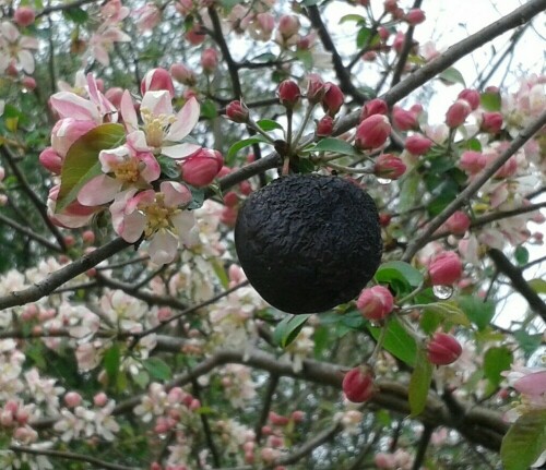 Alter Apfel im blühendem Baum

Aufnameort: Nähe Karlsruhe am Rhein
Kamera: Canon Ixus 100 IS