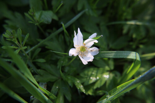 Das Buschwindröschen gehört zu den Hahnenfußgewächsen(Ranunculaceae) und kommt im gemäßigten Eurasien vor.
https://de.wikipedia.org/wiki/Buschwindröschen


Aufnameort: Betzelbach
Kamera: Canon EOS 700D