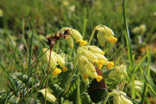 echte-schlusselblume-primula-veris-l-16810.jpeg