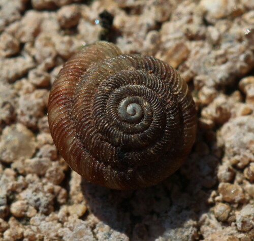 Gefleckte und braune Schüsselschnecke leben in unserem Garten. Die feine Ringelung ihrer Gehäuse begeistert nich immer wieder.

Aufnameort: Marburg, Garten, 21.04.2016
Kamera: Canon EOS 600D 1/160; 6,3; 100,0mm; ISO 100