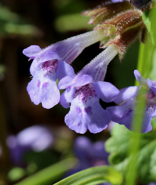 gundermann-glechoma-hederacea-16901.jpeg