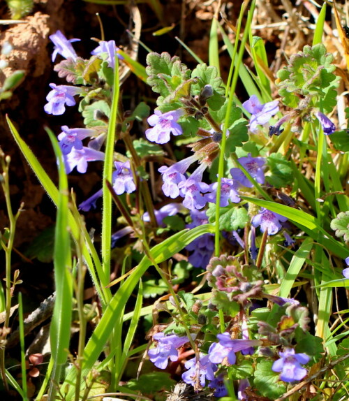 gundermann-glechoma-hederacea-bestandbildend-16902.jpeg