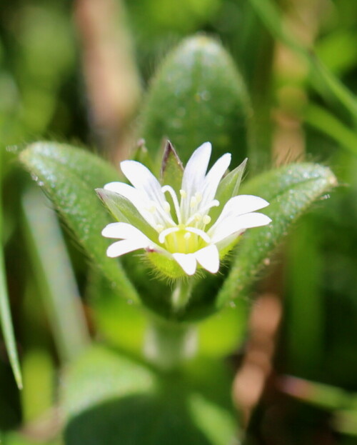 vogelmiere-stellaria-media-erbluht-16904.jpeg