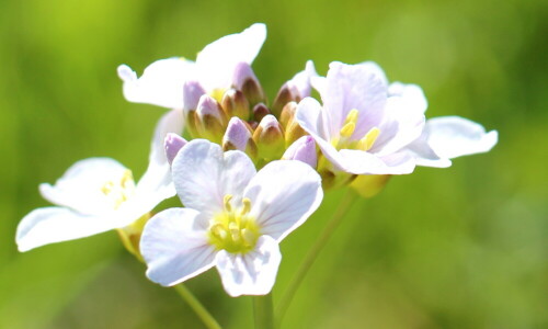 wiesenschaumkraut-cardamine-pratensis-16903.jpeg