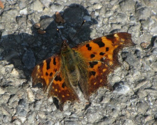 c-falter-polygonia-c-album-17700.jpeg