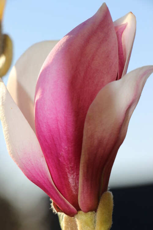 Die Purpur-Magnolie ist ein Strauch, der sein Laub abwirft. 
Er stammt aus China und wurde bereits früh als Zierstrauch dort kultiviert.
https://de.wikipedia.org/wiki/Purpur-Magnolie

Aufnameort: Eiershausen Garten
Kamera: Canon EOS 700D