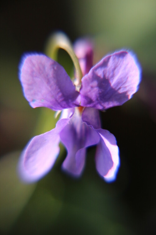 blute-eines-duftveilchens-viola-odorata-l-16864.jpeg