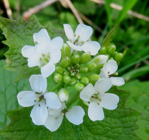 Gehört zur Natur direkt neben der Straße. Als Gewürz- oder Salatpflanze früher gerne gebraucht, heute leider nur "Unkraut"

Aufnameort: Taunus bei Königstein, 01.05.2016
Kamera: Canon Power Shot SX700 1/80; 4,0; 4,5mm; ISO 125