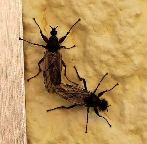 Man kann deutlich den Unterschied der Geschlechter sehen. Das Männchen (unten) hat sehr viel größere Augen als das Weibchen. Dadurch wirkt sein Kopf größer.

Aufnameort: Marburg, Garten, 02.05.2016
Kamera: Canon EOS 600D 1/160; 5,6; 100,0mm; ISO 160