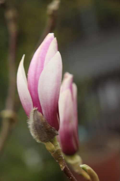 Als Elternteil der Tulpen-Magnolie erlangte die Purpur-Magnolie eine gewisse Bedeutung.
Es handelt sich um ein ursprünglich in China gezüchtetes Ziergehölz, das sein Laub verliert.
https://de.wikipedia.org/wiki/Purpur-Magnolie

Aufnameort: Eiershausen Garten
Kamera: Canon EOS 700D