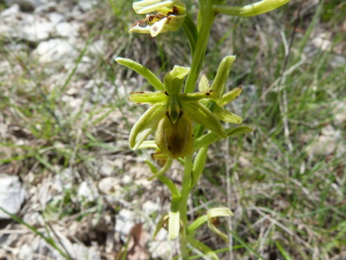 die kleine Spinnenragwurz, ophrys speghodes ssp. araneola, traf ich
in Südfrankreich/Cevennen auf ca. 500 m Höhe in Kalk-Karst an.
Sie ist dort noch relativ häufig und in so vielen verschiedenen
Zeichnungen anzutreffen, das die Bestimmung nicht immer leicht fällt.

Aufnameort: Cevennen/Südfrankreich
Kamera: Lumix FZ 48