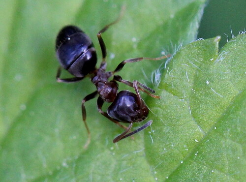 ameise-lasius-spec-frisst-pollenkorner-16964.jpeg