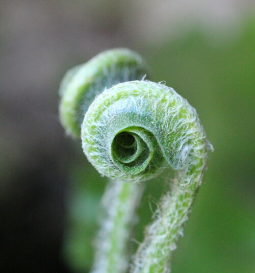 

Aufnameort: Marburg, Garten, 04.05.2016
Kamera: Canon EOS 600D 1/125; 5,6; 100,0mm; ISO 3200