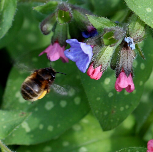 

Aufnameort: Marburg, Garten, 04.05.2016
Kamera: Canon EOS 600D 1/125; 5,6; 100,0mm; ISO 100