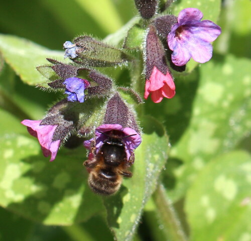 pelzbiene-anthophora-plumipes-an-lungenkraut-16955.jpeg