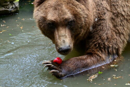 braunbar-beim-futtern-17028.jpeg