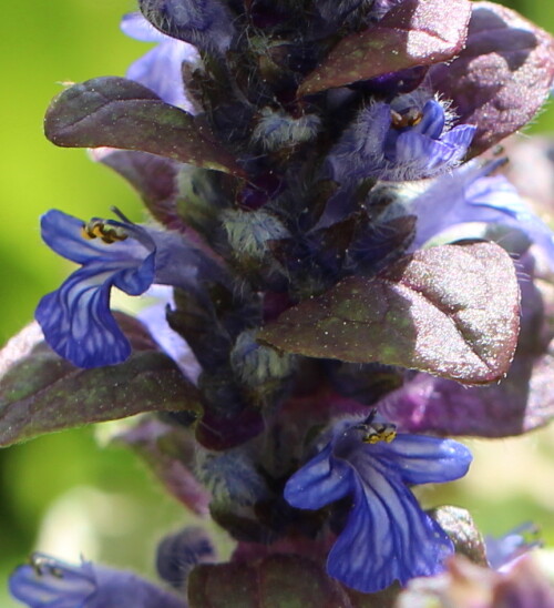 kriechender-gunsel-ajuga-reptans-nah-17040.jpeg