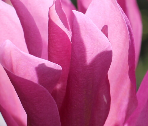magnolienbluten-im-gegenlicht-17041.jpeg