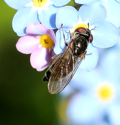 schwebfliege-melanostoma-mellinum-17042.jpeg