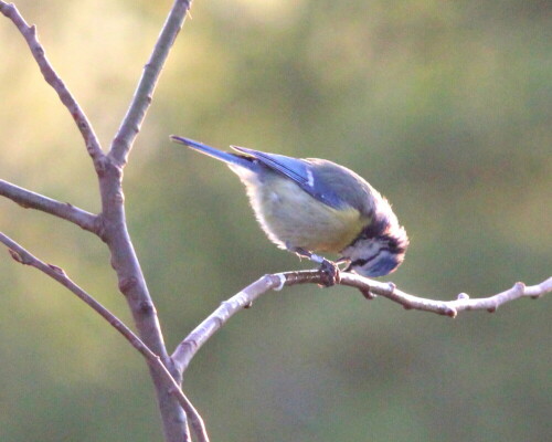 

Aufnameort: Lahntal bei Niederweimar, Martinsweiher, 06.05.2016
Kamera: Canon EOS 600D 1/500; 9,0; 600,0mm; ISO 3200