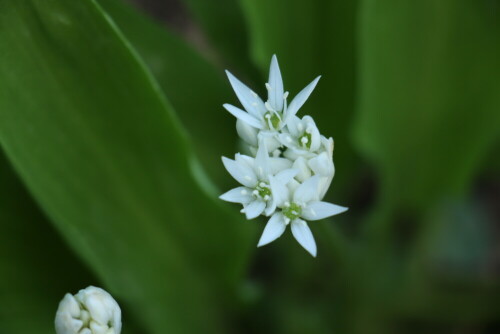 blute-eines-barlauches-allium-ursinum-l-16943.jpeg