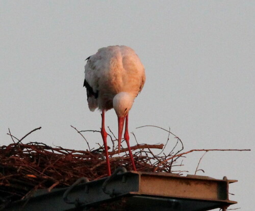 einsamer-storch-pflegt-sein-nest-17054.jpeg