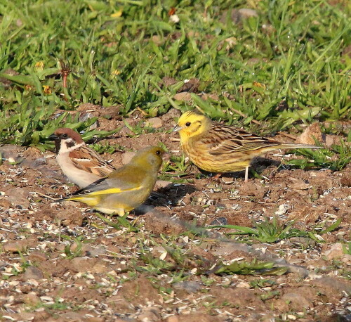 feldsperling-grunfink-und-goldammer-17109.jpeg