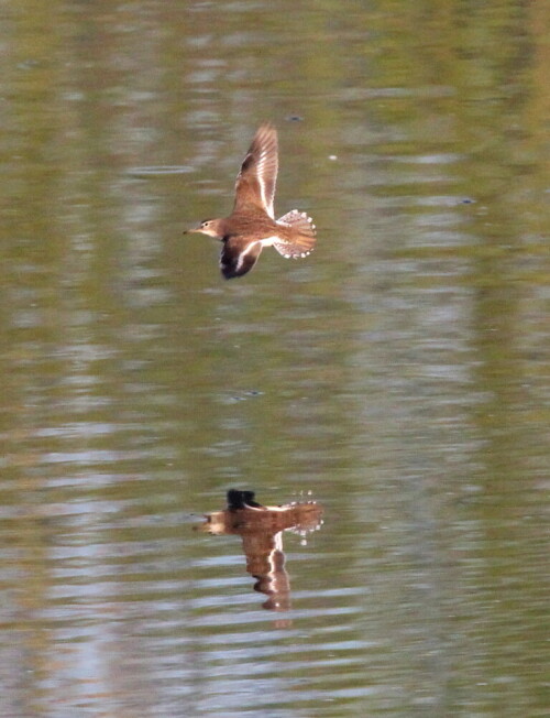 Im Flug zeigt er eine viel lebhaftere und kontrastrichere Färbung als am Boden.

Aufnameort: Lahntal bei Niederweimar, Martinsweiher, 06.05.2016
Kamera: Canon EOS 600D 1/1000; 11,0; 600,0mm; ISO 2000