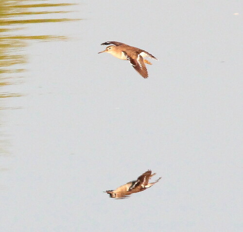 Typisches Flugbild mit den gebogenen Flügeln.

Aufnameort: Lahntal bei Niederweimar, Martinsweiher, 06.05.2016
Kamera: Canon EOS 600D 1/1000; 11,0; 600,0mm; ISO 3200