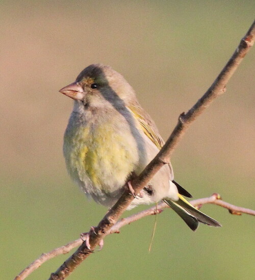 

Aufnameort: Lahntal bei Niederweimar, Martinsweiher, 06.05.2016
Kamera: Canon EOS 600D 1/800; 11,0; 600,0mm; ISO 2000