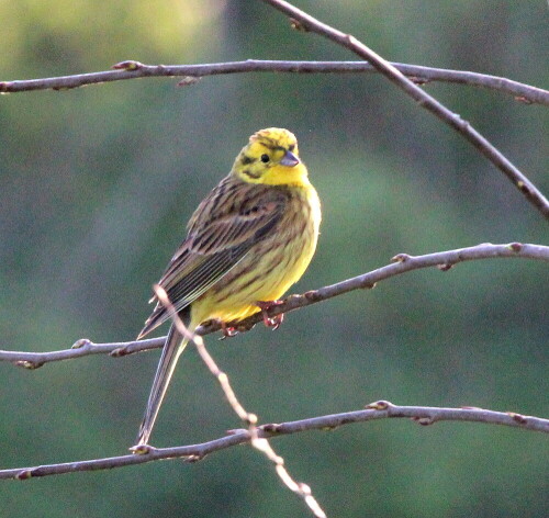 

Aufnameort: Lahntal bei Niederweimar, Martinsweiher, 06.05.2016
Kamera: Canon EOS 600D 1/640; 9,0; 600,0mm; ISO 3200