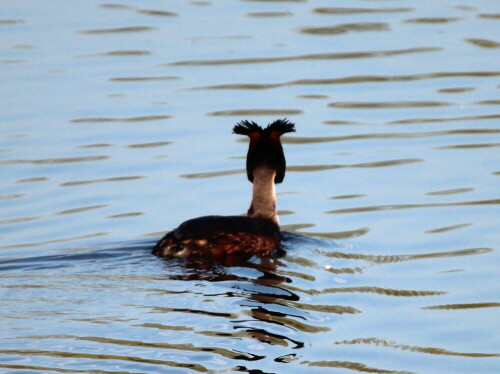 

Aufnameort: Lahntal bei Niederweimar, Martinsweiher, 06.05.2016
Kamera: Canon EOS 600D 1/1000; 6,3; 600,0mm; ISO 250