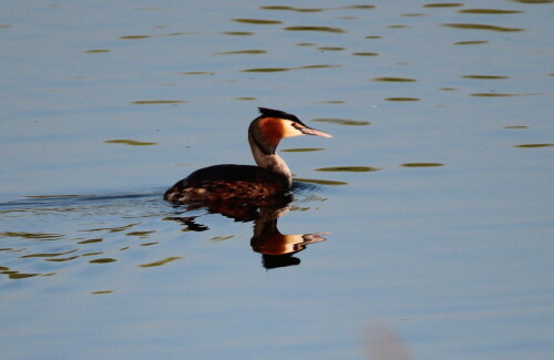 haubentaucher-podiceps-cristatus-im-prachtkleid-17125.jpeg