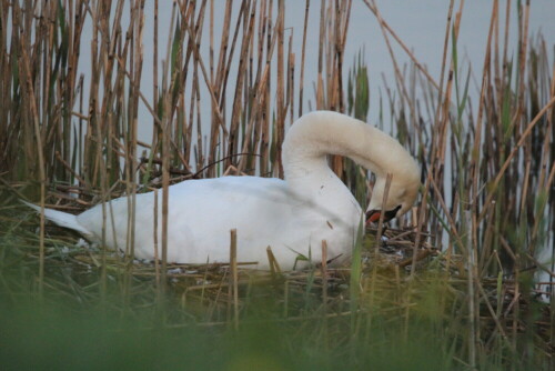 

Aufnameort: Lahntal bei Niederweimar, Martinsweiher, 06.05.2016
Kamera: Canon EOS 600D 1/400; 7,1; 600,0mm; ISO 3200