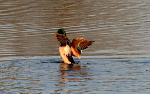 

Aufnameort: Lahntal bei Niederweimar, Martinsweiher, 06.05.2016
Kamera: Canon EOS 600D 1/800; 11,0; 600,0mm; ISO 1600