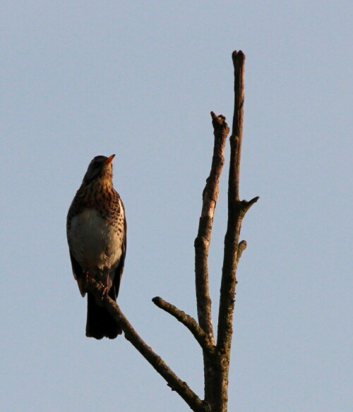 Ihr Gesang ist eher ein Geräusch, in keiner Weise vergleichbar mit dem Gesang von Amsel oder Singdrossel.

Aufnameort: Lahntal bei Niederweimar, Martinsweiher, 06.05.2016
Kamera: Canon EOS 600D 1/800; 11,0; 600,0mm; ISO 500