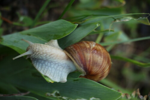 weinbergschnecke-helix-pomatia-l-1758-16944.jpeg