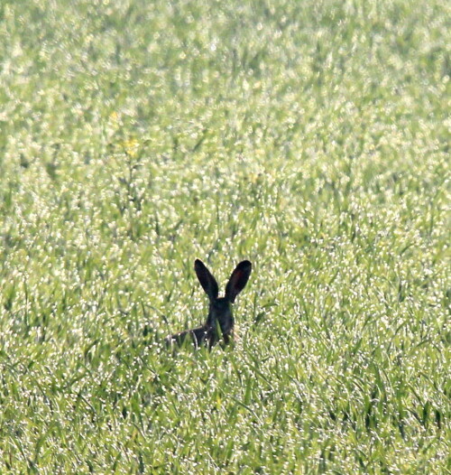 Während ich mit dem Fotografieren diverser Wasser- und Singvögel beschäftigt bin, hat dieser Feldhase hinter mir seelenruhig sein Frühstück zu sich genommen.

Aufnameort: Lahntal bei Niederweimar, Martinsweiher, 06.05.2016
Kamera: Canon EOS 600D 1/800; 11,0; 600,0mm; ISO 640