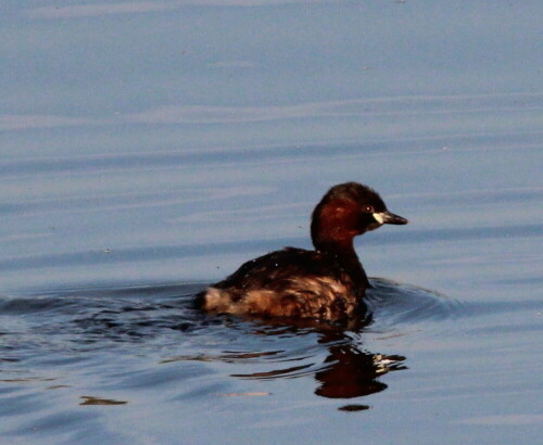 zwergtaucher-tachybaptus-ruficollis-17083.jpeg