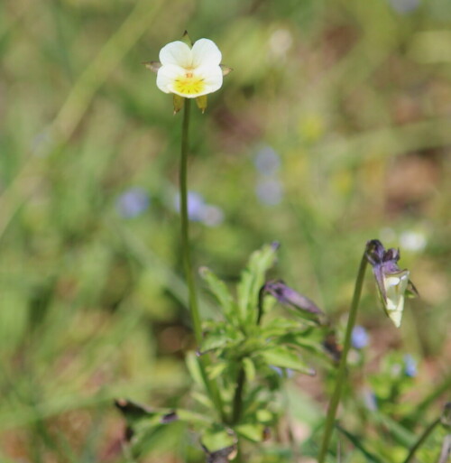 

Aufnameort: Gladenbacher Bergland, 08.05.2016
Kamera: Canon EOS 600D 1/500; 5,6; 154,0mm; ISO 100